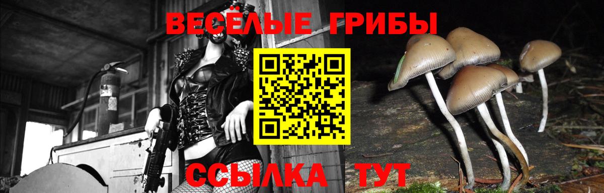 Псилоцибиновые грибы Cubensis Новотроицк